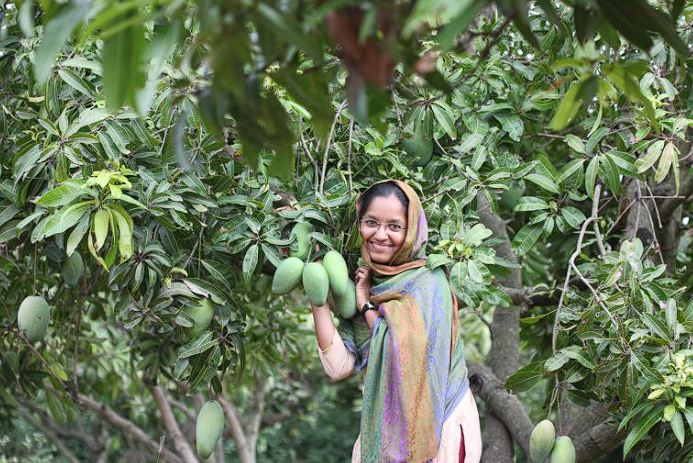 A woman picking mangoes from a tree